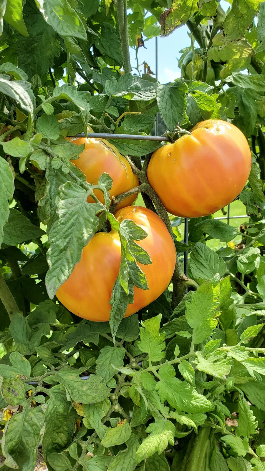 Old German Tomato Seeds, NON-GMO, Heirloom, Multicolor Beefsteak, FREE SHIPPING
