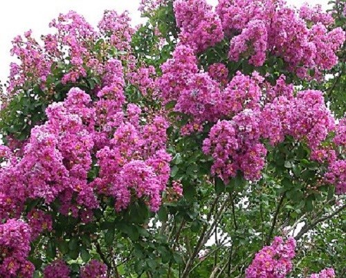 35+ DK. PINK CRAPE MYRTLE TREE /SHRUB /FLOWER SEEDS / DROUGHT TOLERANT PERENNIAL