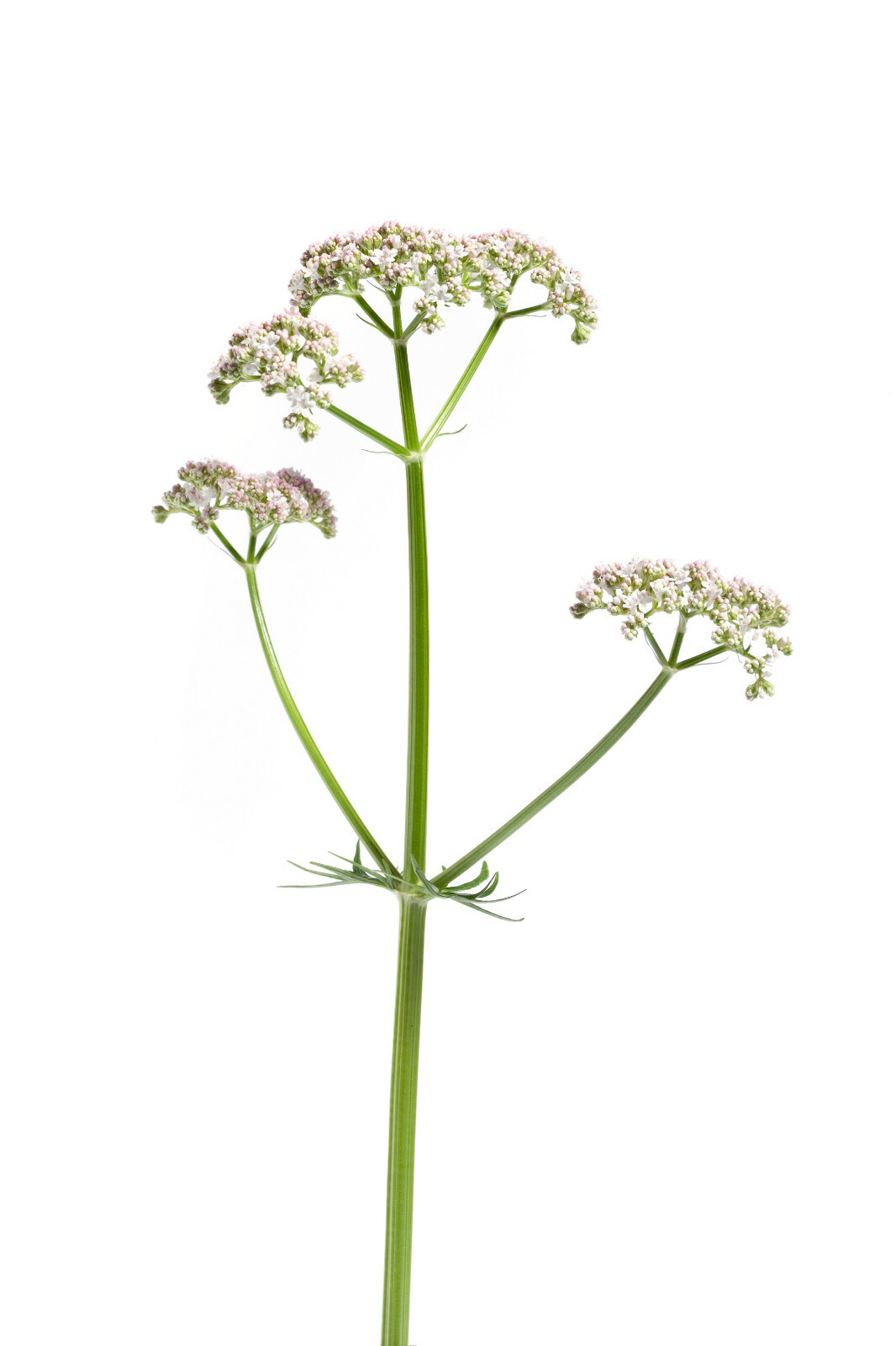 50 Valeriana Officinalis Seeds | Valerian Root | Perennial Medicinal Sleep Herb