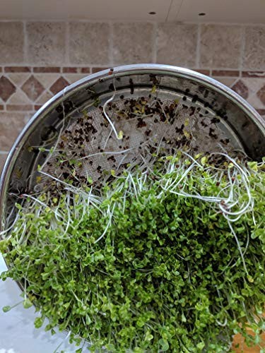 Variety Pack Sprouting Seeds Broccoli, Alfalfa, Radish, Mung beans & Salad Mi…