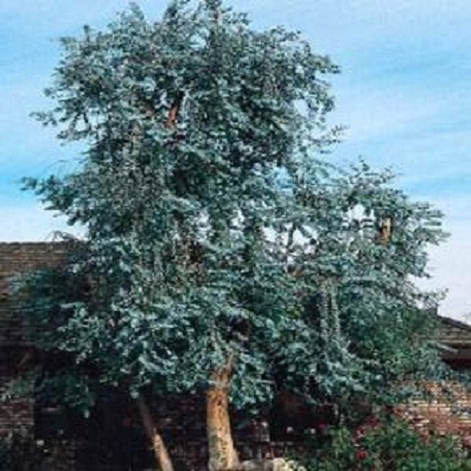 Eucalyptus Seeds Silver Dollar 25 Tree Seeds