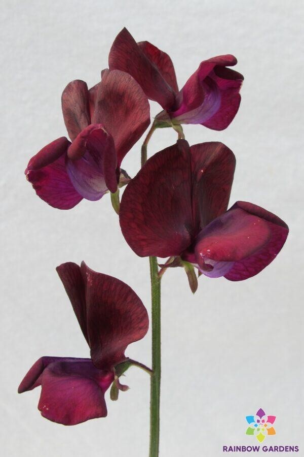 50+ Black Knight Sweet Pea Seeds for Garden Planting – USA – FREE SHIPPING!