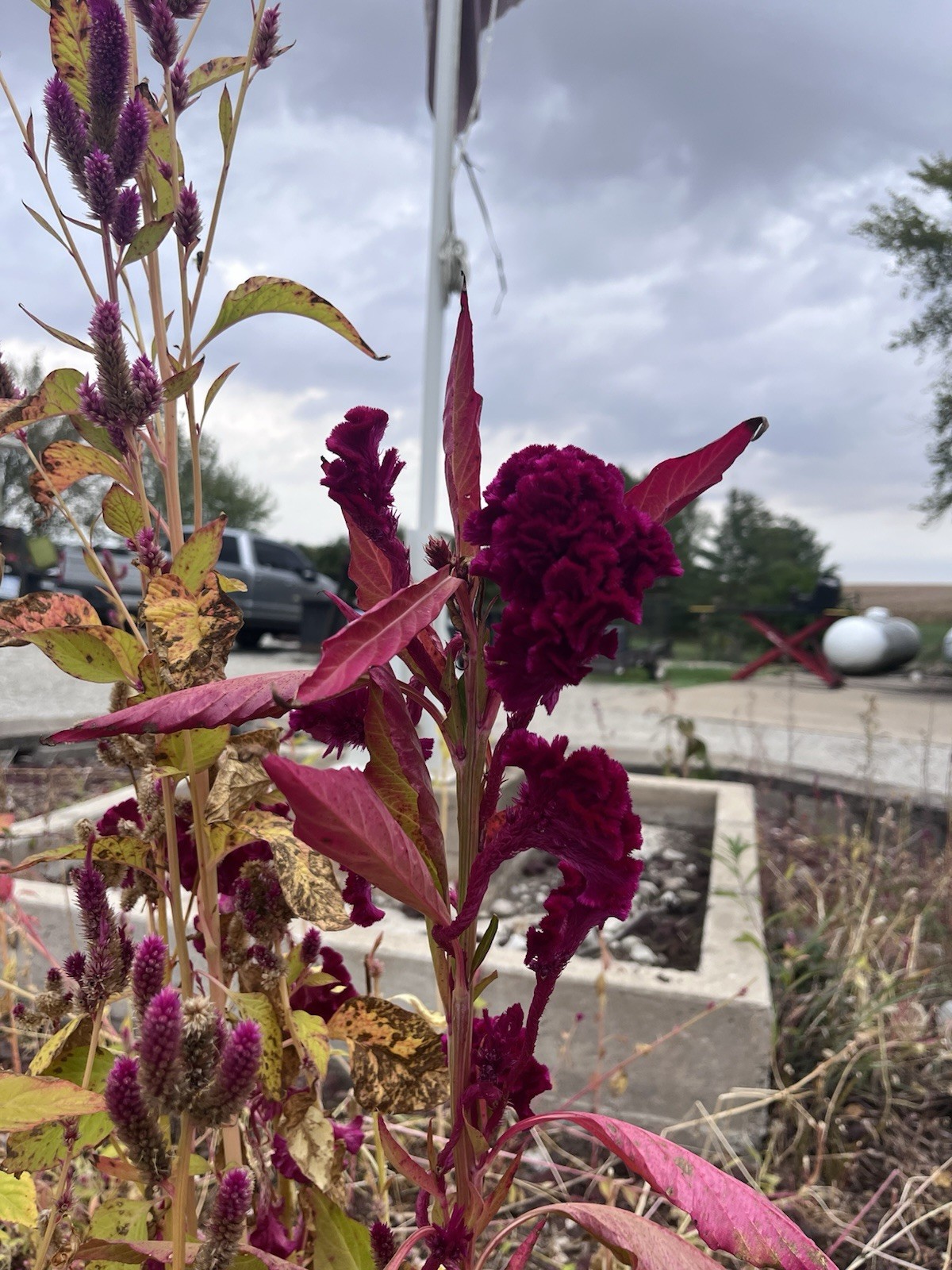 Celosia CRISTATA Mixed Cockscomb Dried Flowers Cut Flowers STUNNING!1000 Seeds!