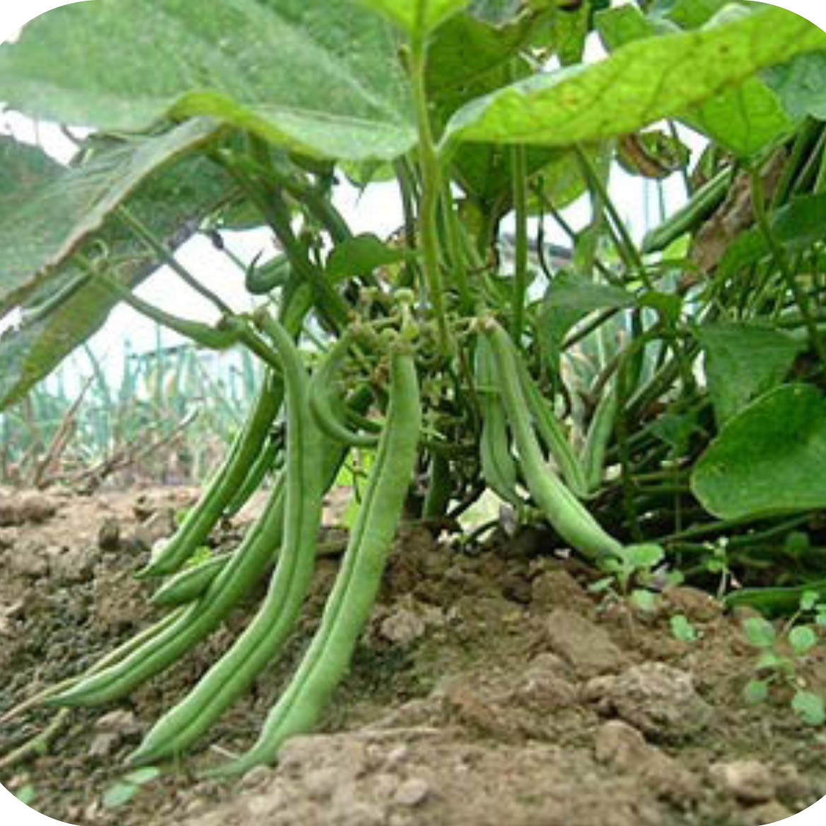 Blue Lake 274 Green Pod Bush Bean (Treated Seed) Free Shipping