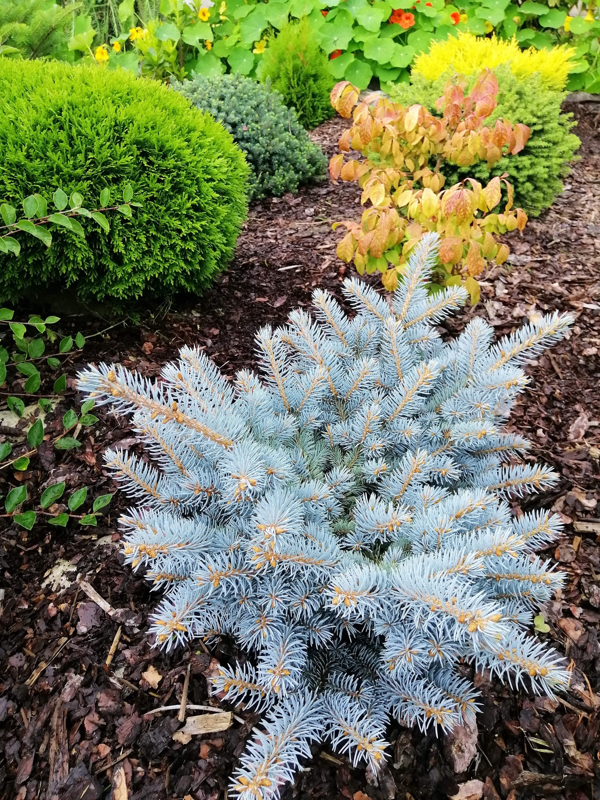 50 Colorado BLUE SPRUCE Tree Picea Pungens Glauca Christmas Tree Silver Seeds