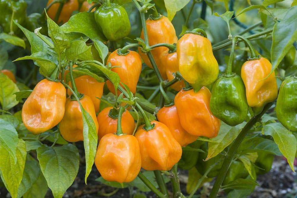 25 HABANERO ORANGE HOT PEPPER SEEDS FRESH HARVEST FOR GARDENS