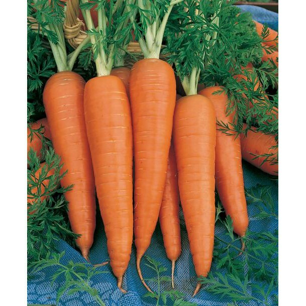 300 DANVERS CARROT SEEDS ~ 2026 ~ heirloomseedguy ~ USA