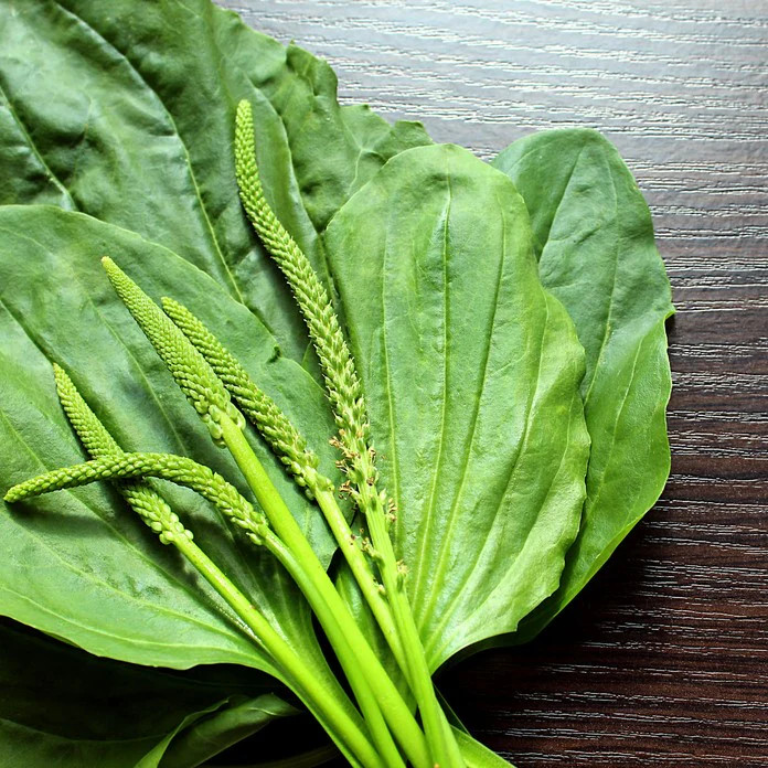 500+ Broadleaf Plantain Seeds (Plantago major) , FREE SHIPPING