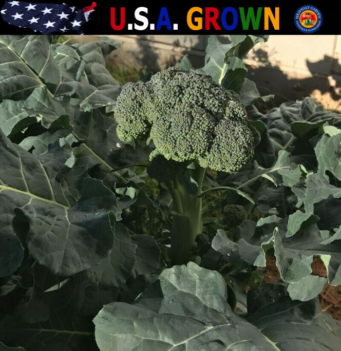1oz Certified Organic Broccoli Seeds “De Cicco” Italian Approx 9000 Seeds
