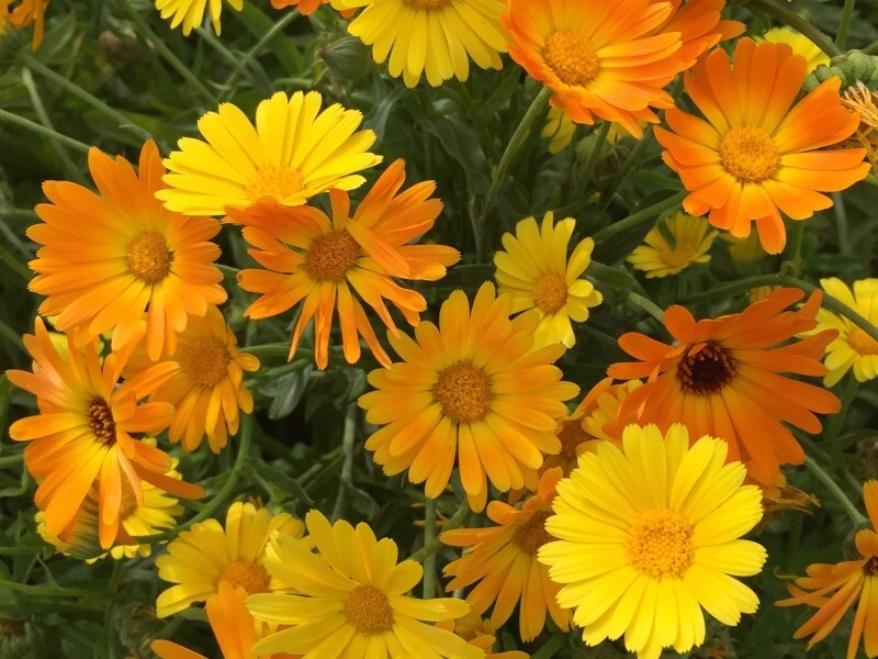 Daisy Seeds, African Daisy Stick, Daisy Seeds to plant in your home garden.