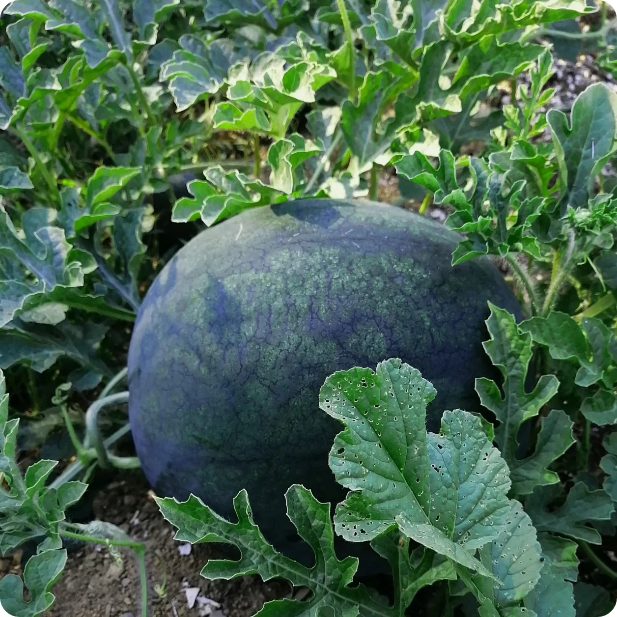 BLACK DIAMOND WATERMELON SEEDS, Heirloom, A Favorite Watermelon for Generations