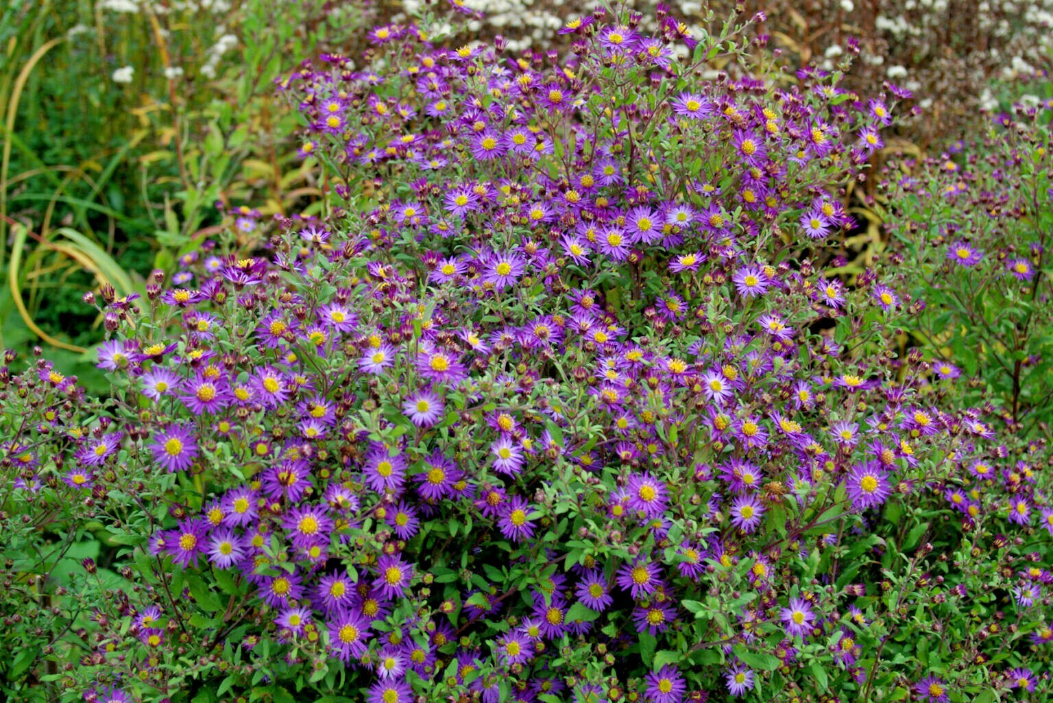 101+PRAIRIE ASTER Seeds Perennial Native Wildflower Summer Fall Garden Container