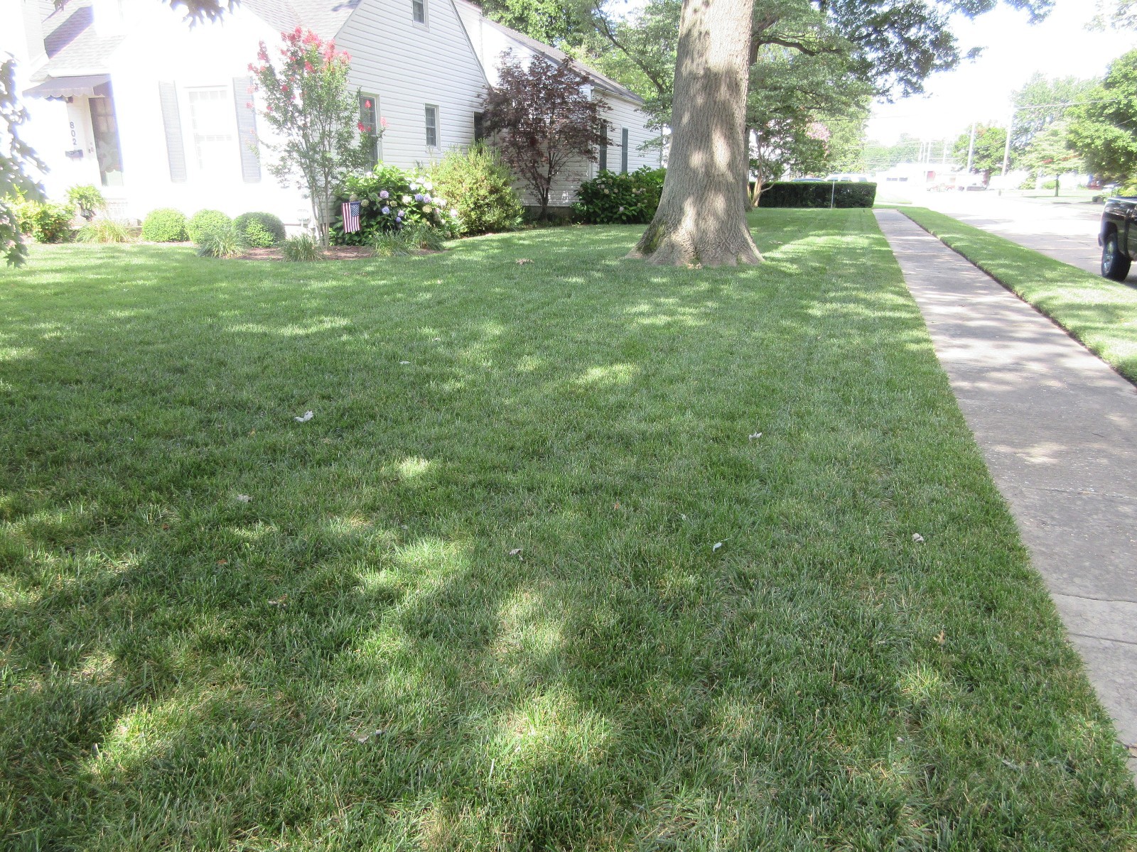 FALCON IV TURF TYPE FESCUE Grass Seed Disease Resistant Deep Green Color & Hardy
