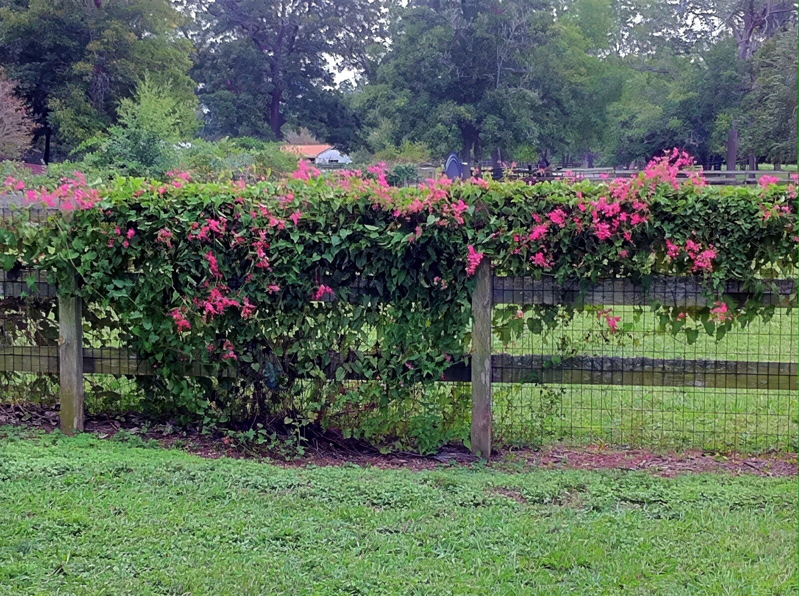 CORAL VINE SEEDS (Antigonon Leptopus) Mexican Creeper Chain of Love Pink Flower