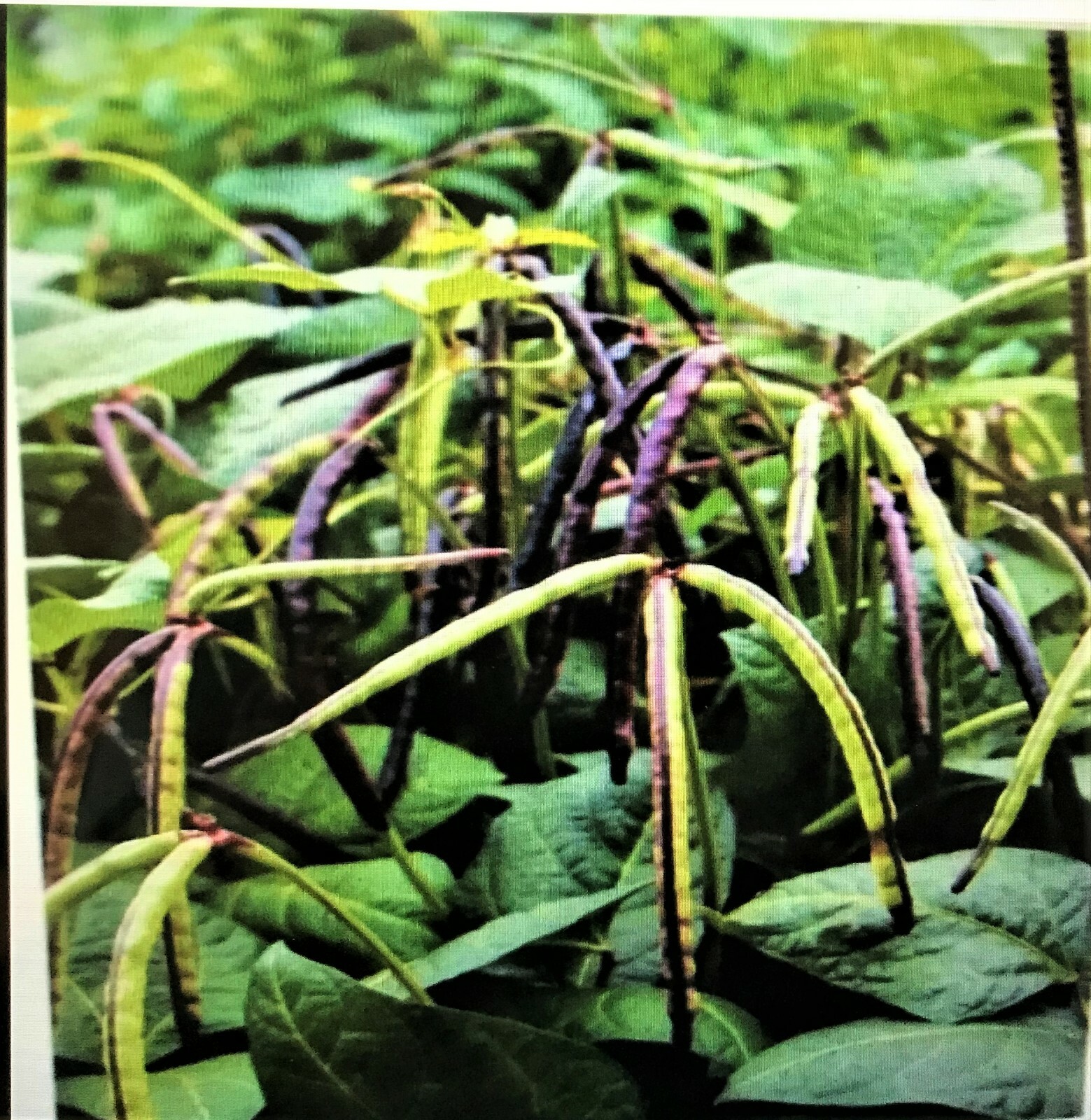 TOP PICK Pinkeye Purple Hull Peas 1000+~8oz Seed Southern Cowpea Germination 80%