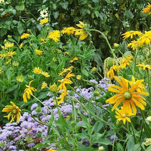 Black Eyed Susan GREEN EYES Rudbeckia Green Center Rare! Non-GMO 100 Seeds