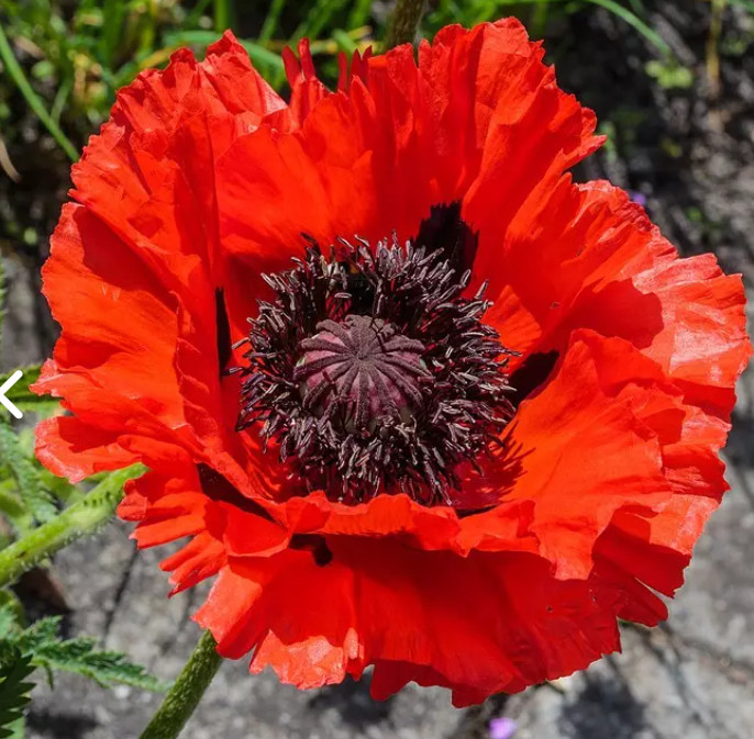 Poppy ORIENTAL Mixed Colors Red + Perennial Papaver orientale NonGMO 500 Seeds