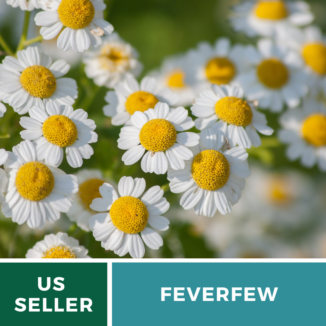 Feverfew – 100 Seeds – Medicinal Herb – Hummingbirds (Tanacetum Parthenium)