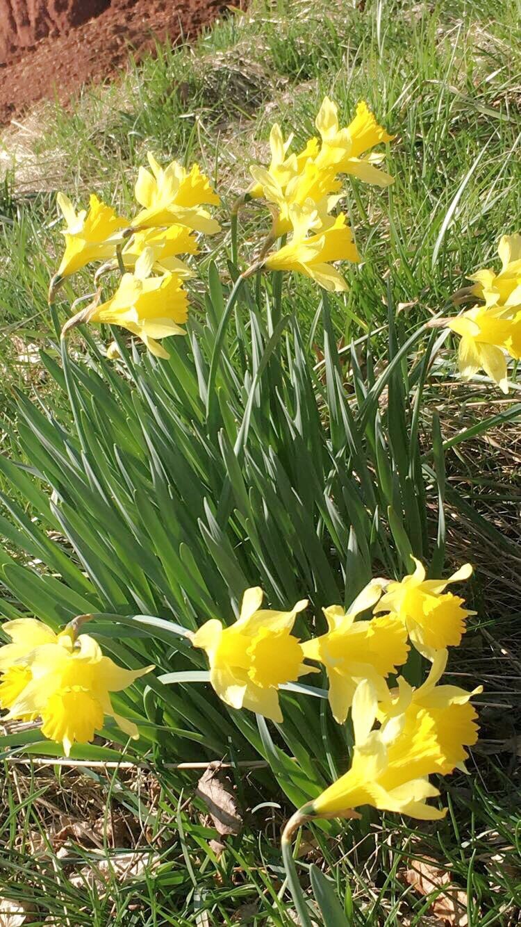 Easy to Grow Narcissus Daffodil Carlton 10 Plant Bulbs, Spring Flowers Zones 4-8