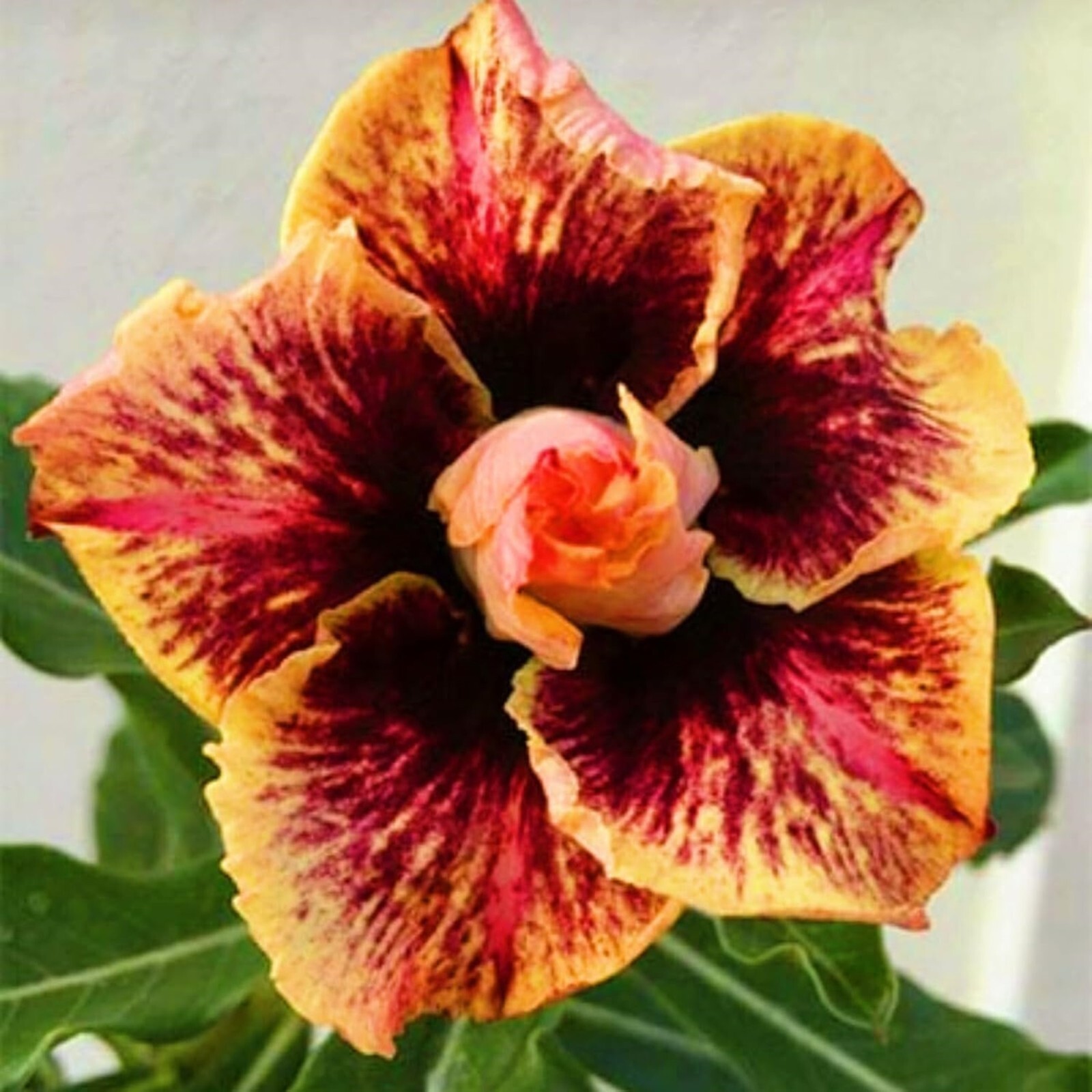 10 Burning Flam Desert Rose Seeds Adenium Obesum Flower Perennial Seed US SELLER