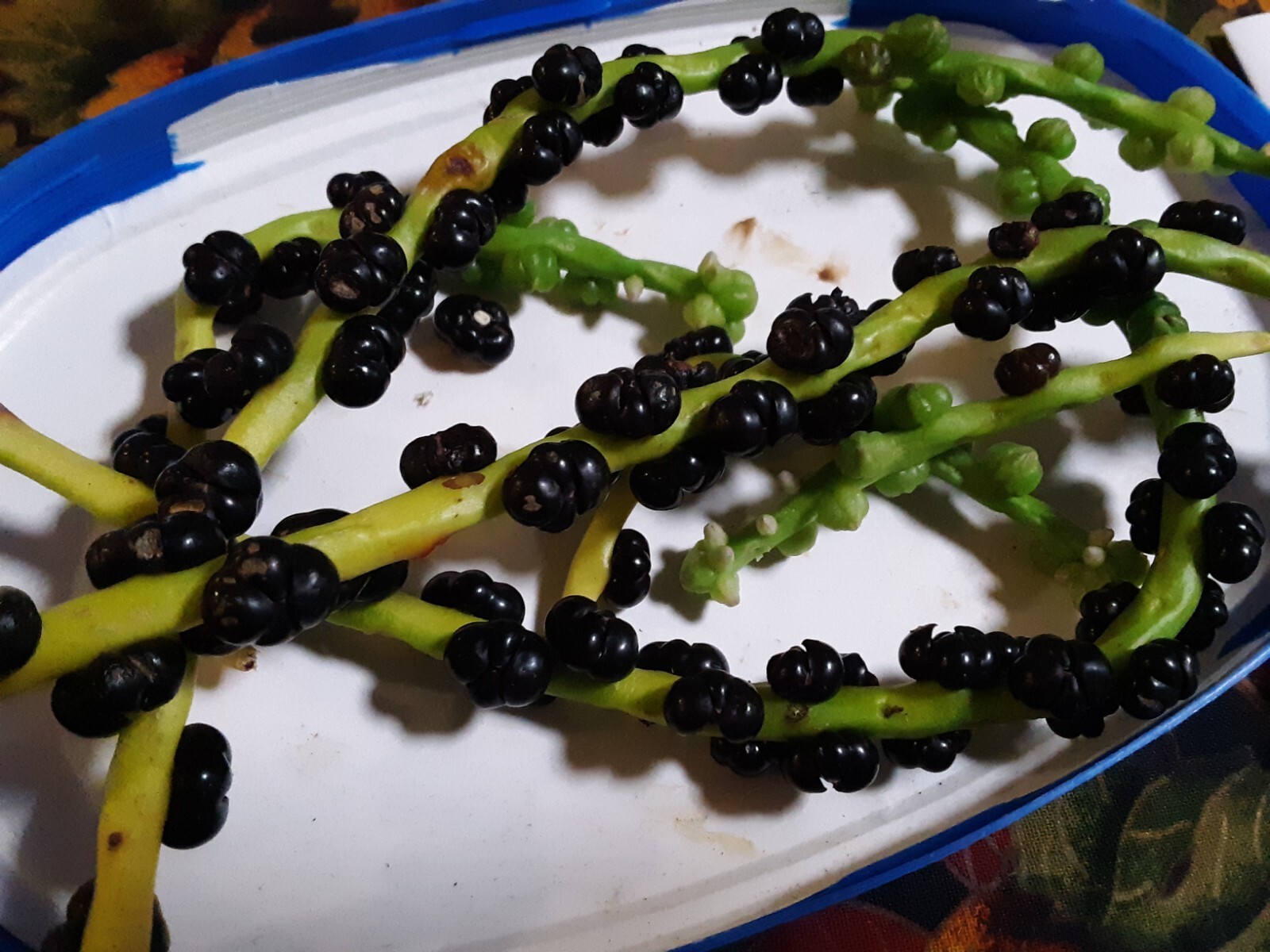 25+Green Malabar Spinach seeds(Asian spinach, MongToi Mu er cai ,Vine Spinach).