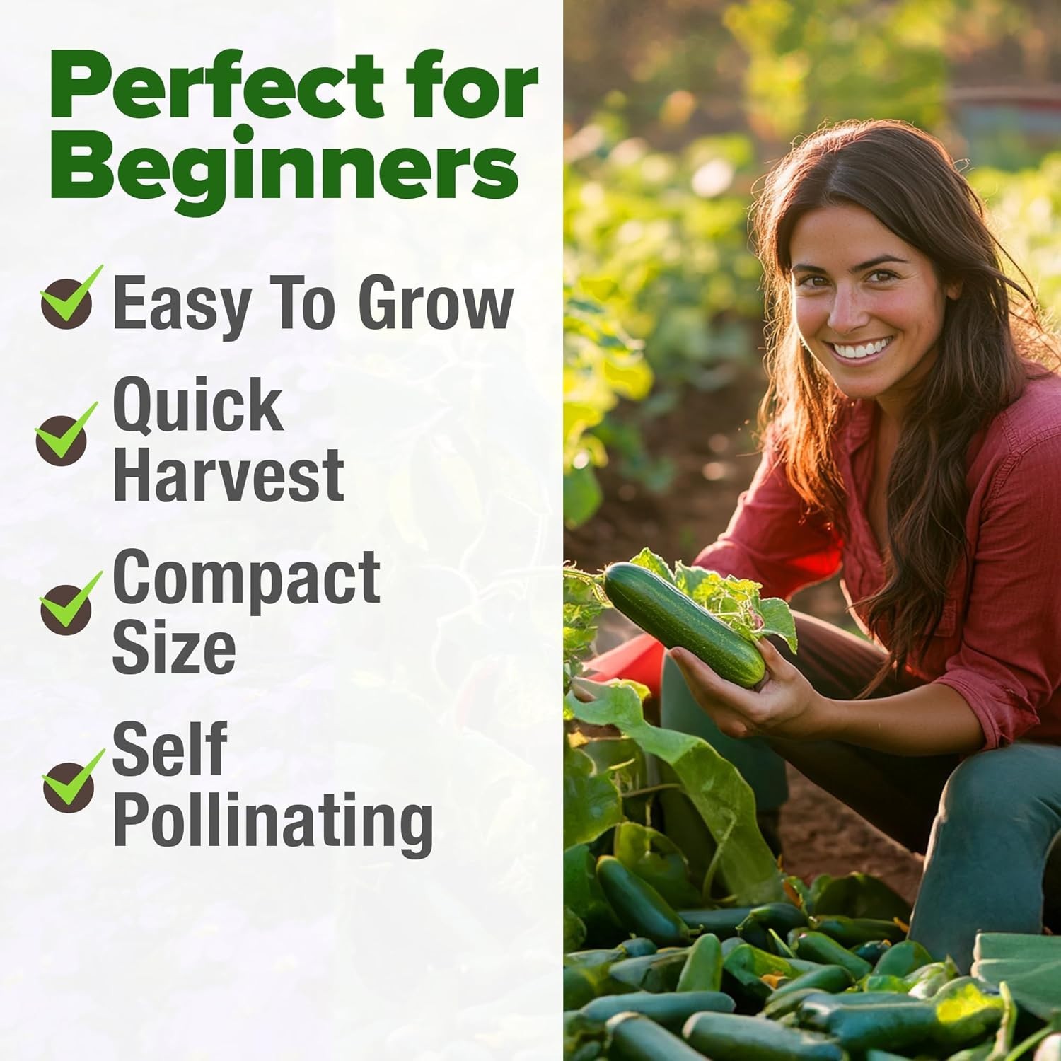 Fast-Growing Persian Cucumber Seeds – Indoor/Outdoor Gift for Plant Lovers – 50+