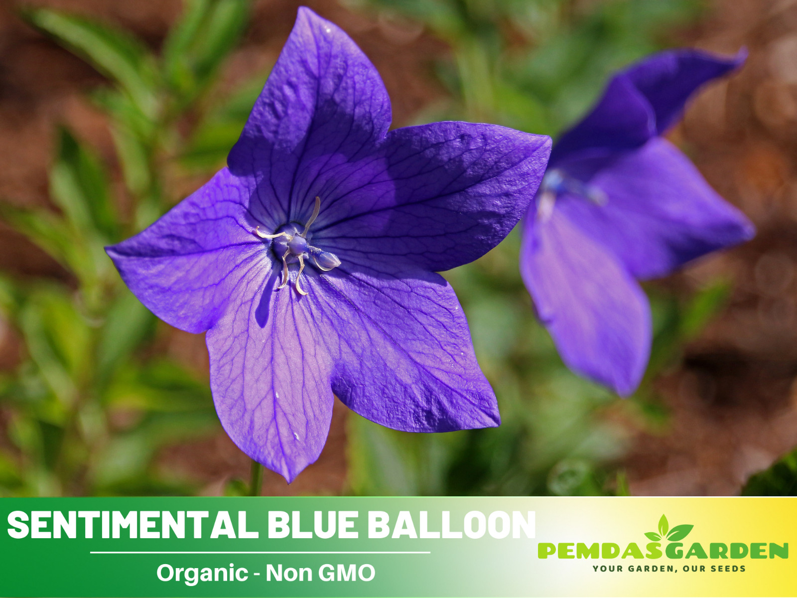 60 seeds| Blue Balloon Flower (Platycodon grandiflorus) Herb seeds #6005