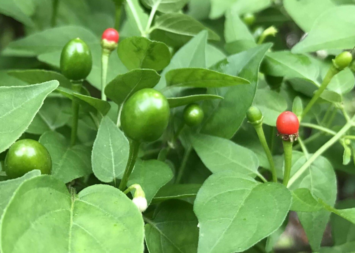 100 SEEDS Wild Chile Piquin, Chiltepin ,Chile del Monte, Mountain Chile FREE SHP