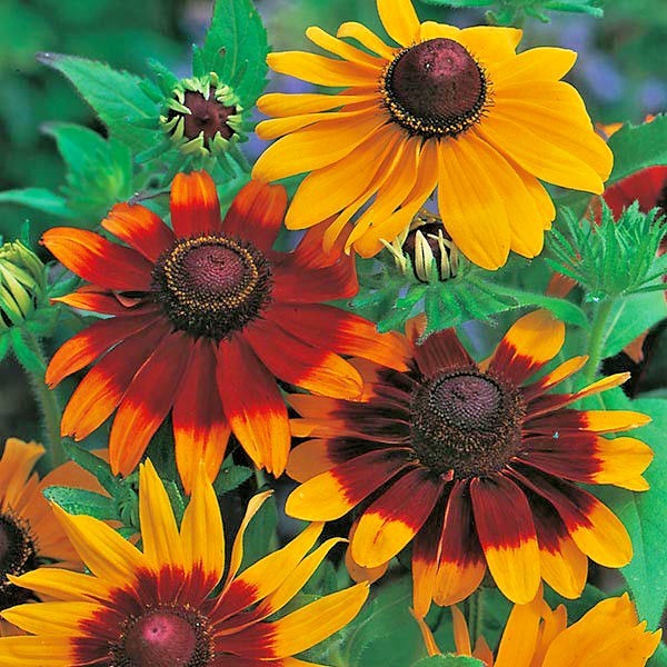2000+GLORIOSA DAISY Seeds Native Wildflower Deer Proof Flower Garden Container