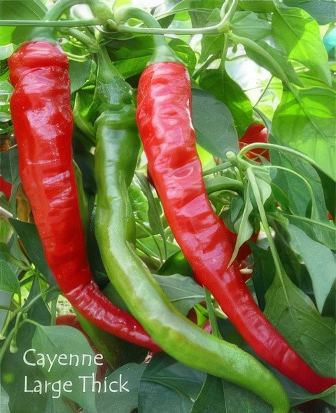 50+ Cayenne Large Red Thick Pepper Seeds -=- Hot — Organic — Heirloom — FRESH