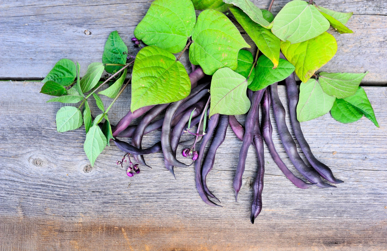 40 Royal PURPLE POD BEAN Phaseolus Vulgaris Vegetable Seeds