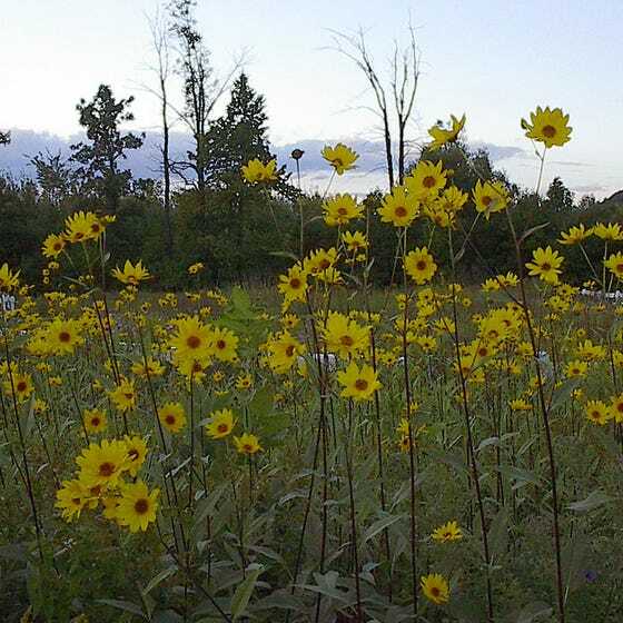 Sunflower MAXIMILIAN Perennial Flowers Butterflies Finches USA Non-GMO 100 Seeds