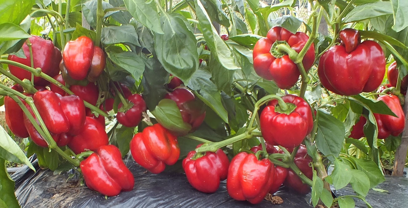Chinese Giant Bell Pepper Seeds (20) / ORGANIC / FLORIDA GROWN
