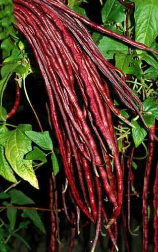 25 Chinese Red Noodle-Yard Long Bean Seeds, NON-GMO, Used often in Asian cooking