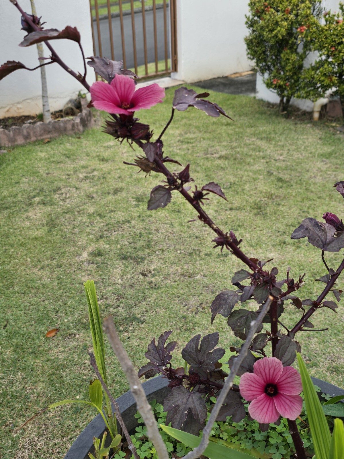 2 Cranberry Maple Leaf Hibiscus PLANTS 红枫叶芙蓉 Bare root dormant EZ Grow Hawaiian