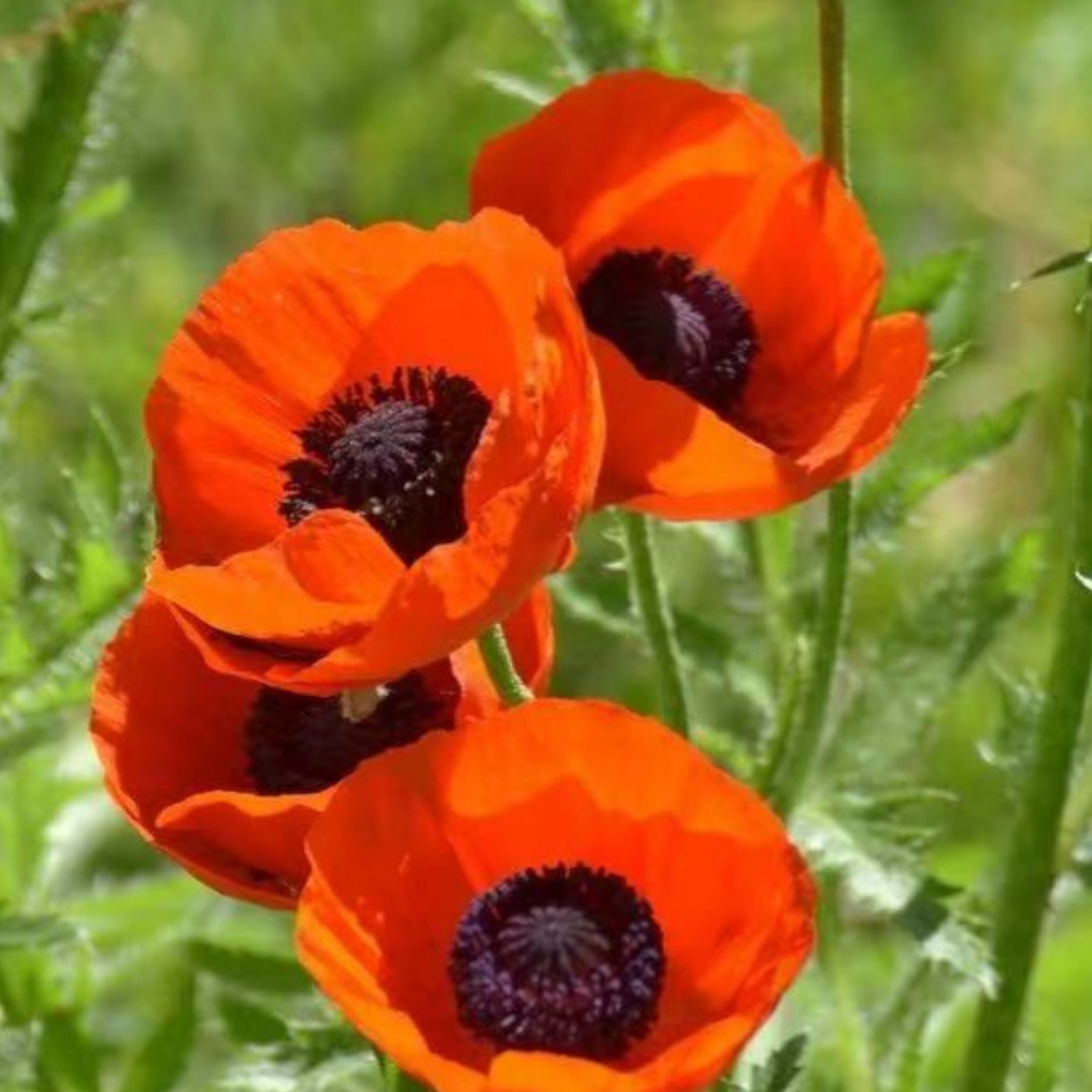 1000 Red Shirley Poppy Seeds – Classic Single Petal Papaver rhoeas Zones 3–10