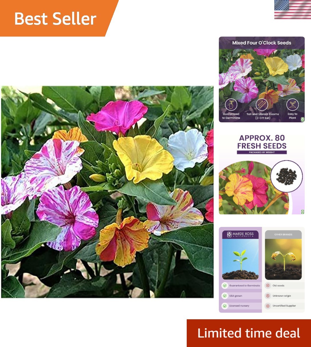 80 Multi-Color Four O’Clock Flower Seeds – Vibrant Perennials for Summer Blooms
