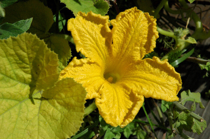 Peanut Pumpkin, D’ Eysines Squash, (Cucurbita maxima), Seeds