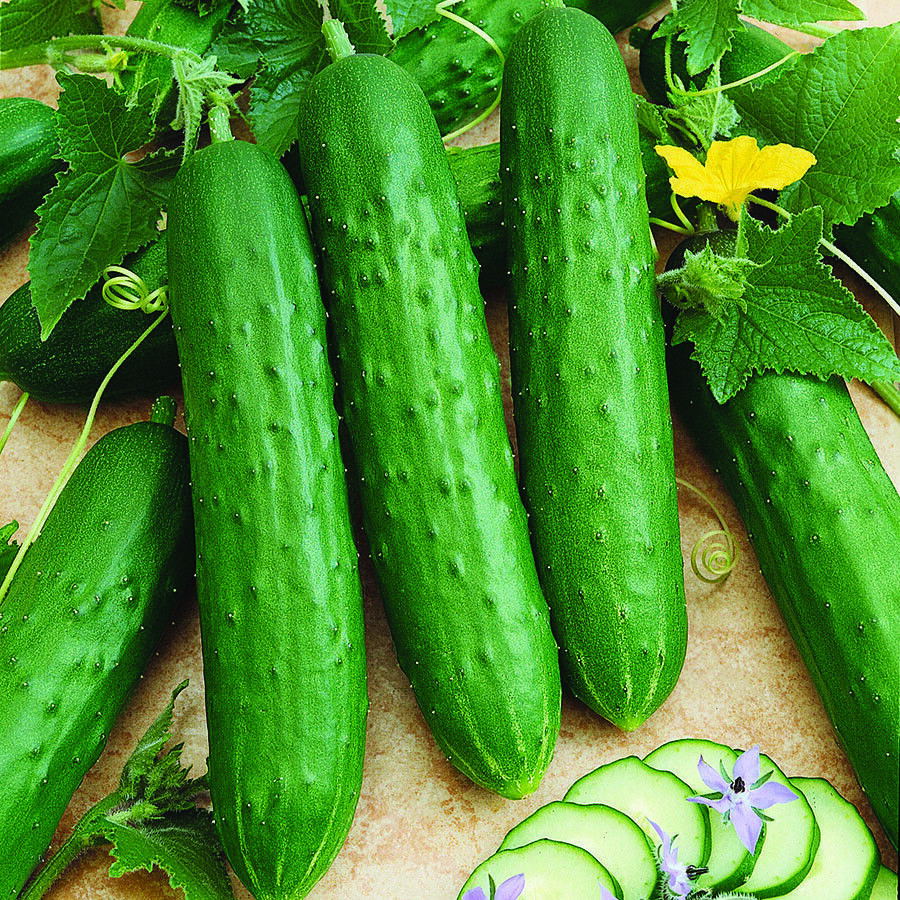 SCARBOROUGH SEEDS 50 Spacemaster 80 Cucumber Seeds | NON-GMO | Garden Seeds USA