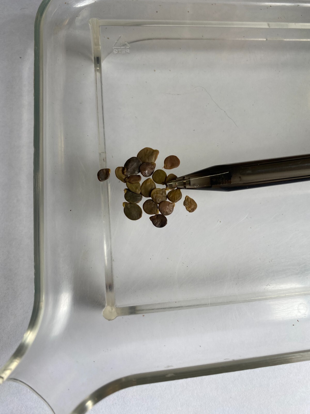 Caesalpinia repens | Creeping Nicker | 5 Seeds