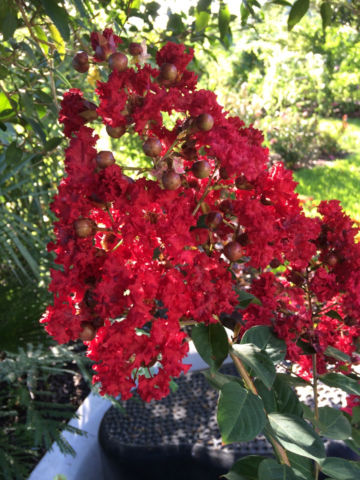Crape Myrtle | Lagerstroemia indica | Red Rooster | 50 seeds