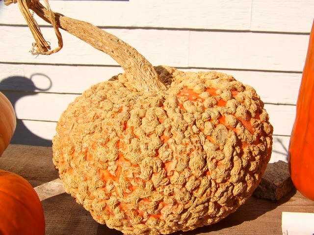 Peanut Pumpkin, D’ Eysines Squash, (Cucurbita maxima), Seeds