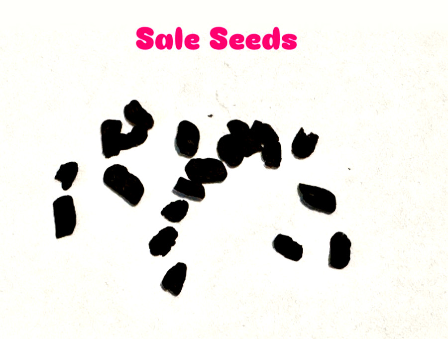 G-07 G. hybrid ‘Q’ 20 fresh seeds 2024
