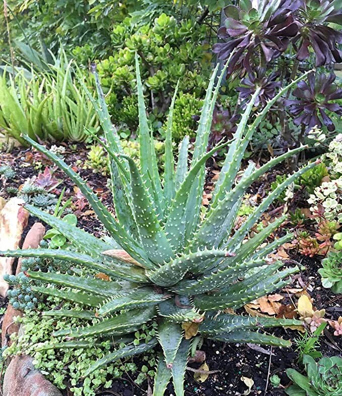Hedgehog Aloe (Aloe humilis x ‘Hedgehog’) – 1 Plant- 2-4 in – Beautiful Pup/Plug