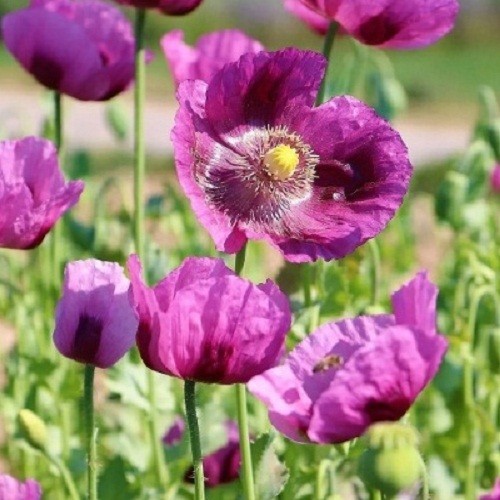 20,000 Stratified Heirloom Hungarian P Somniferum Poppy Seeds For Planting 20267