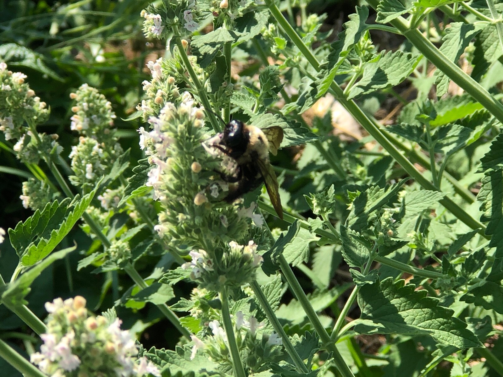 Fresh 2023 Fully Organic Catnip*Nepeta Cataria SEEDS~Perennial Herb *Heirloom