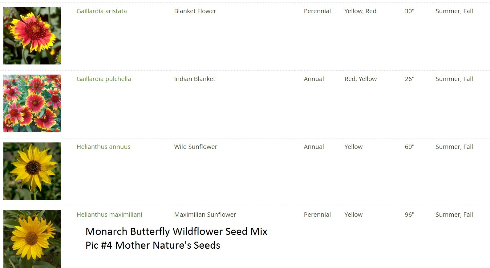 Wildflower Mix MONARCH BUTTERFLY 27 Heirloom Flower Species w/Milkweed 500 Seeds