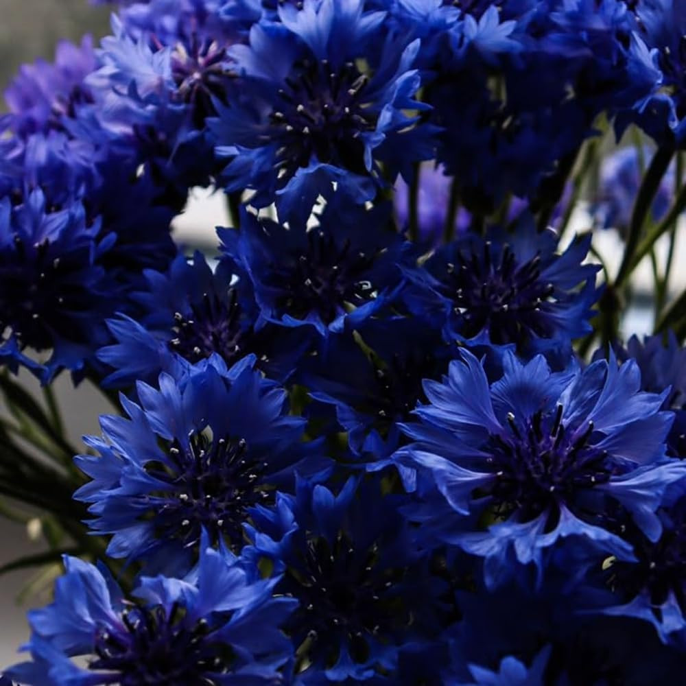 1008+ Dwarf Colorful Cornflower Seeds Perennial, Cornflower Seeds Mix for Planti