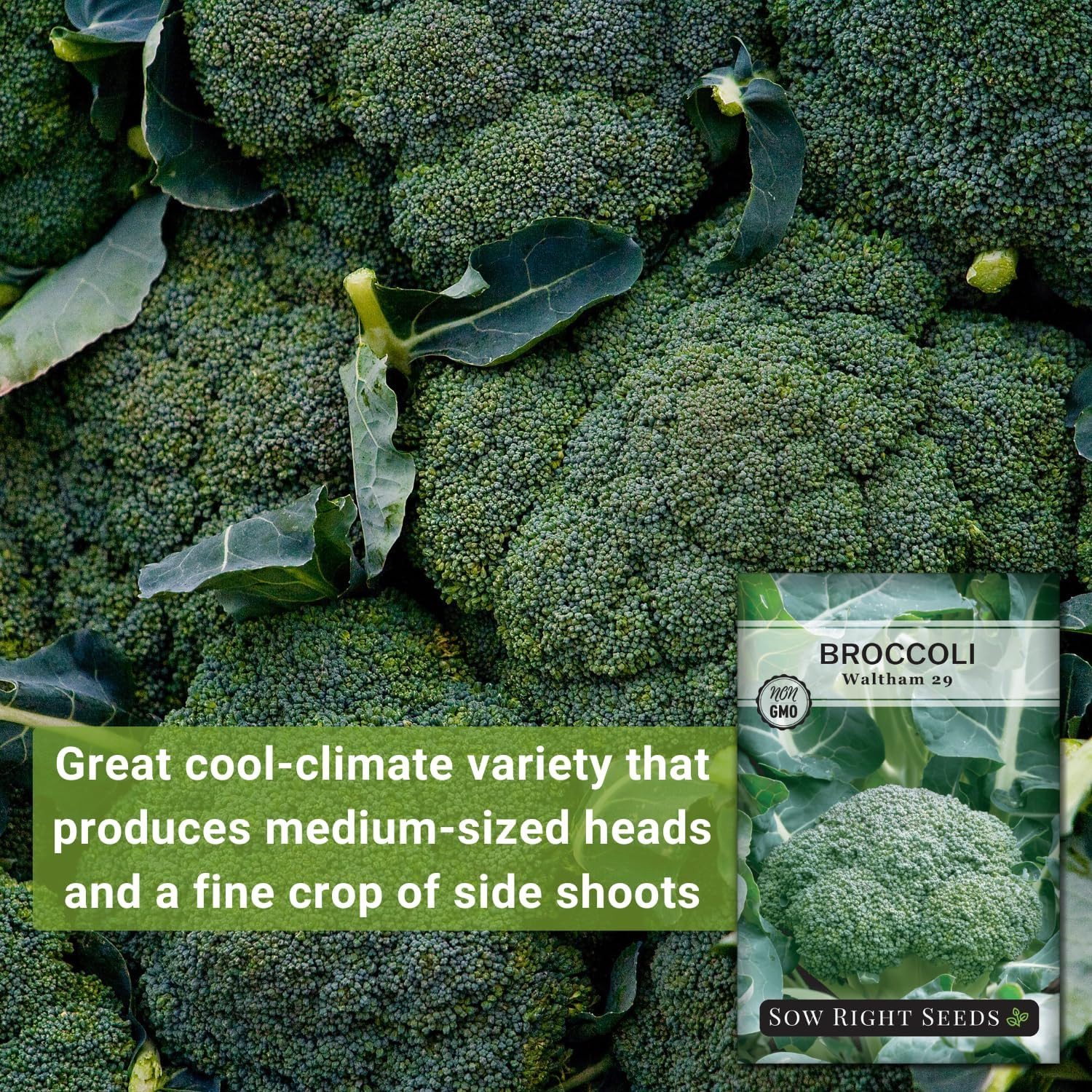 – Waltham 29 Broccoli Seeds for Planting – Non-Gmo Heirloom Packet with Instruct