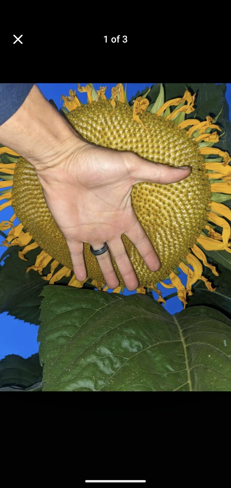 Mammoth Grey Stripe Sunflower Seeds Organic NON-GMO FREE SHIPPING